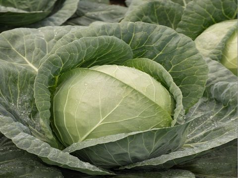 Open field cabbage