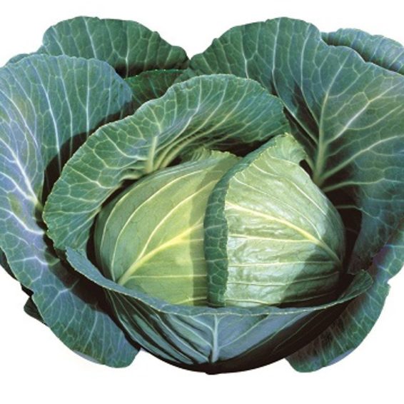 Quisor cabbage open field