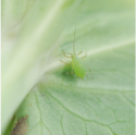 Aphids