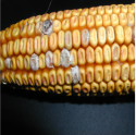 ca_fusarium1
