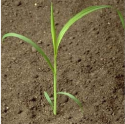 Barnyardgrass
