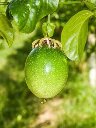 passion fruits