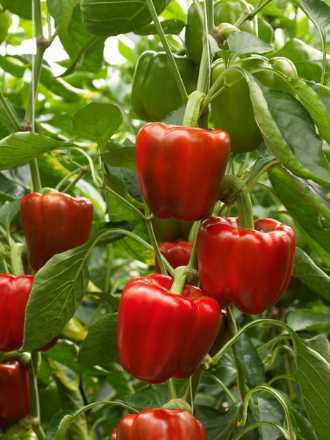 pepper