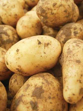 potato