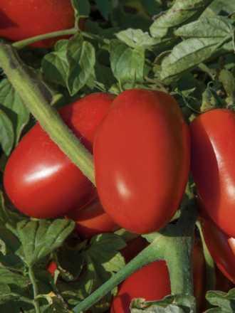 tomato