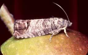codling_moth_cydia_pomonella_adult