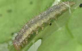 diamond_back_moth_larvae_lat._plutella_xylostella_286x180.jpg