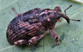 mango_seed_weevil_286x180_compressed.jpg