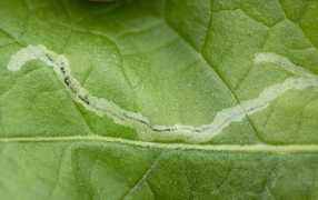 pea_leaf_miner_lat._liriomyza_huidobrensis-min_286x180_compressed.jpg