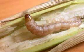 stalk_borer_286x180.jpg