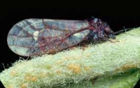 leaf_hopper_286x180.jpg