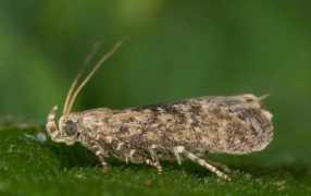 potato_tube_moth_286x180.jpg