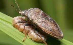 rice_bugs_472x322.jpg