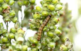 sorghum_headworm_286x180.jpg