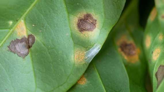 coffee_rust_lat._hemileia_vastatrix_570x320.jpg