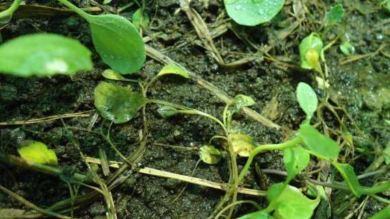 damping-off-disease_570x320.jpg