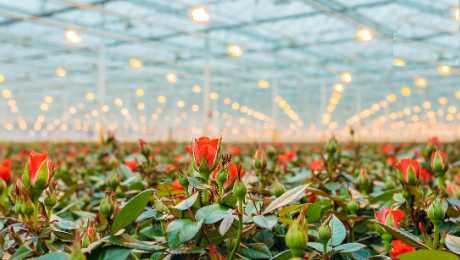 sps-our-farms_460x260.jpg