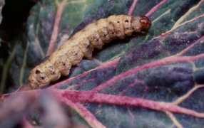 caterpillars_nuctuidae_cutworms_on_cabbage-min_286x180_compressed.jpg