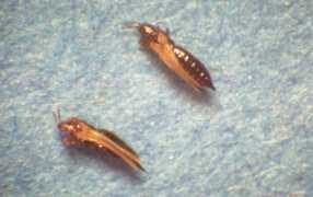 thrips_at_adult_stage-min_286x180_compressed