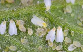 whiteflies_adults_pupae_and_eggs_on_tomato_leaf-min_286x180_compressed.jpg