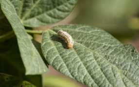 south_american_bollworm_moth_lat._helicoverpa_gelotopoeon-min_286x180_compressed.jpg