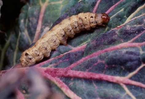 caterpillars_nuctuidae_cutworms_on_cabbage-min_472x322_compressed.jpg