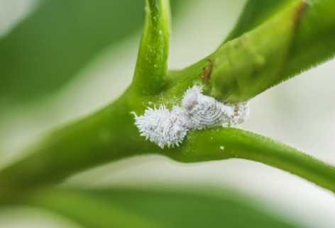 mealy_bugs_lat._pseudococcidae_infestation_growth_of_plant-min_472x322_compressed.jpg