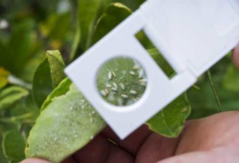 scouting_for_whiteflies_on_citrus-min_472x322_compressed.jpg