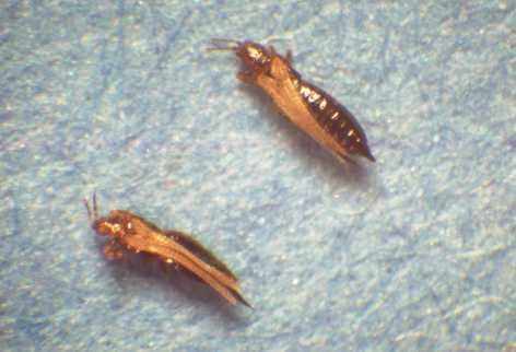 thrips_at_adult_stage-min_472x322_compressed