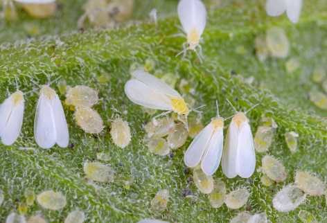 whiteflies_adults_pupae_and_eggs_on_tomato_leaf-min_472x322_compressed.jpg