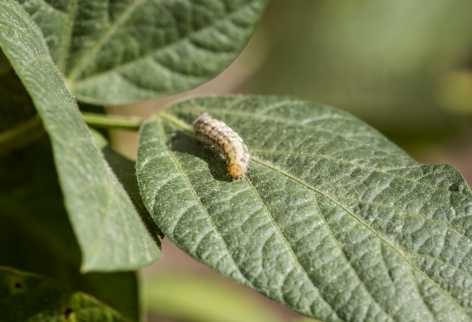 south_american_bollworm_moth_lat._helicoverpa_gelotopoeon-min_472x322_compressed.jpg