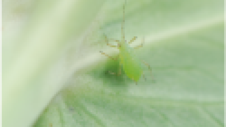 Aphids