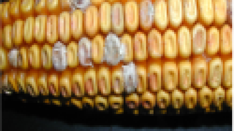ca_fusarium1
