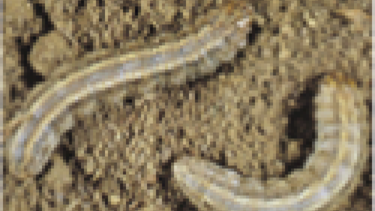 i_armyctwrm1_c_125_2005