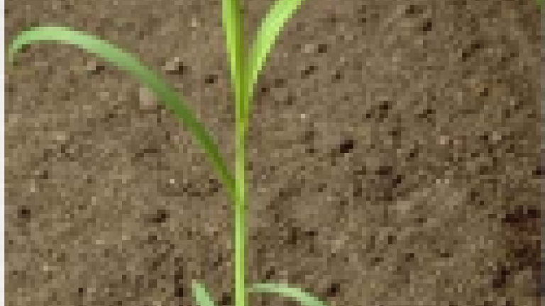 Barnyardgrass