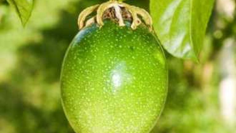 passion fruits
