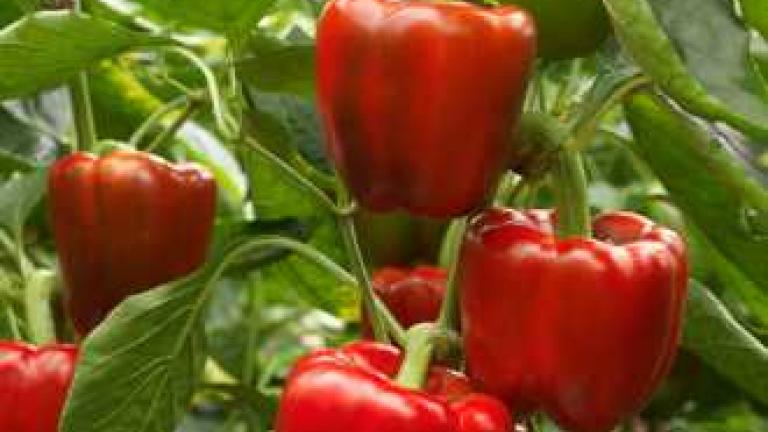 pepper