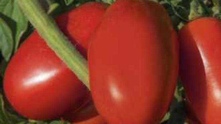tomato