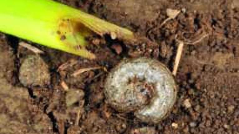 black_cutworm_larvae_next_to_newly_emerged_corn_plant-min_286x180_compressed.jpg