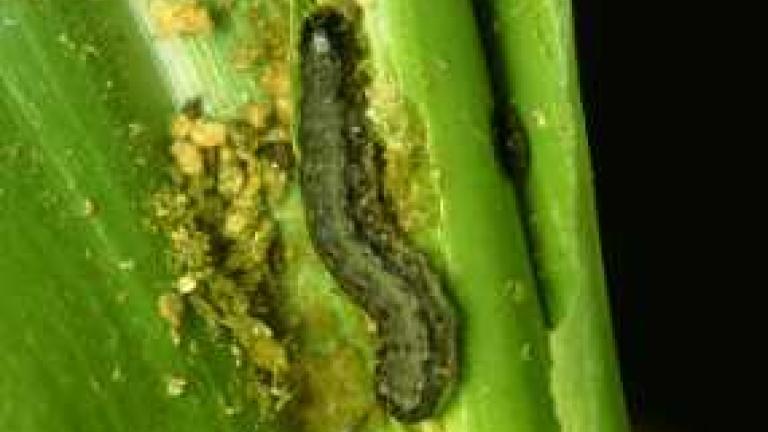 fall_armyworm_in_corn-min_286x180_compressed.jpg