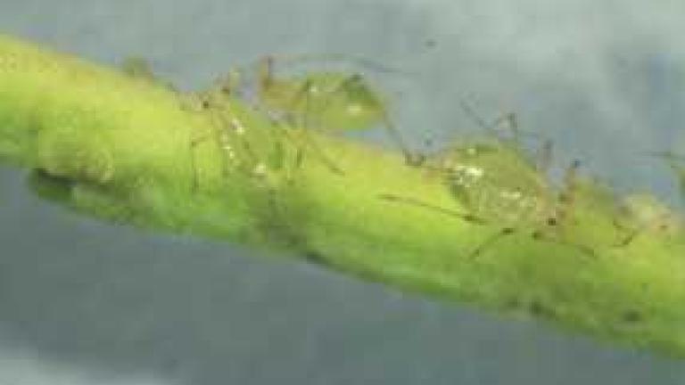 plant_stem_aphids-min_286x180_compressed
