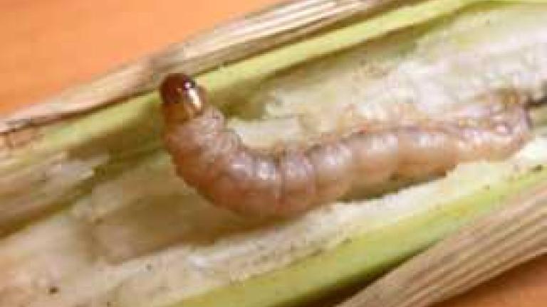 stalk_borer_286x180.jpg