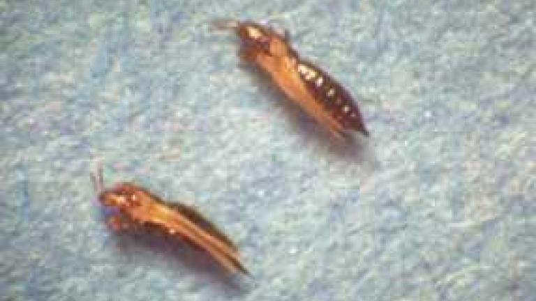 thrips_at_adult_stage-min_286x180_compressed
