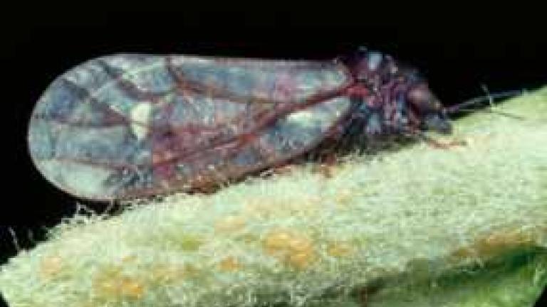 leaf_hopper_286x180.jpg