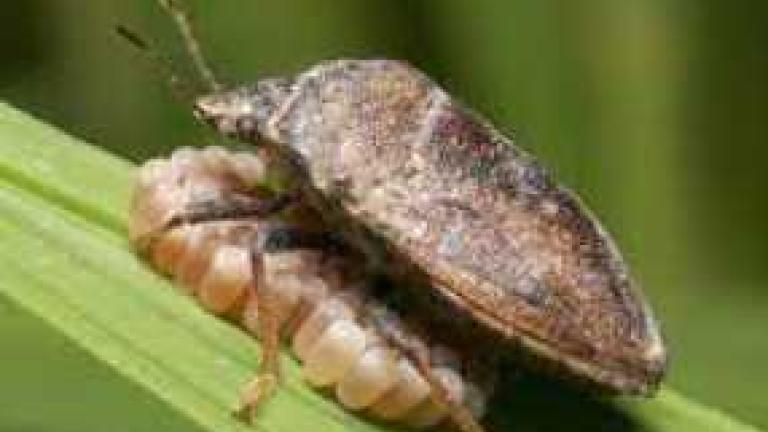 rice_bugs_472x322.jpg