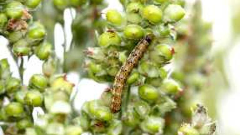sorghum_headworm_286x180.jpg